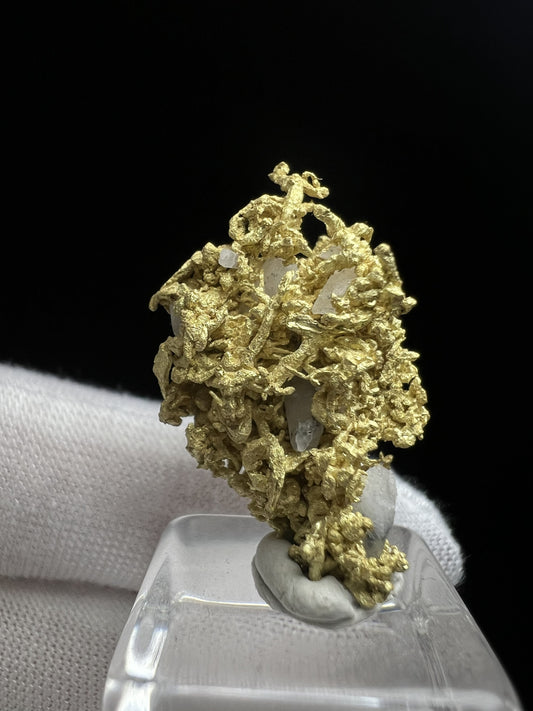 Rare Crystallized High Grade Gold With Quartz From Belshazzar Gold Mine, Boise County, Idaho- collectors piece