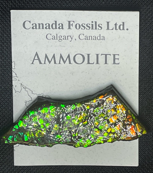 High Grade Natural Rare Ammolite Gem Quality From Calgary, Canada