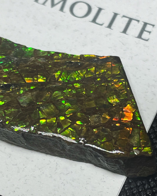 High Grade Natural Rare Ammolite Gem Quality From Calgary, Canada