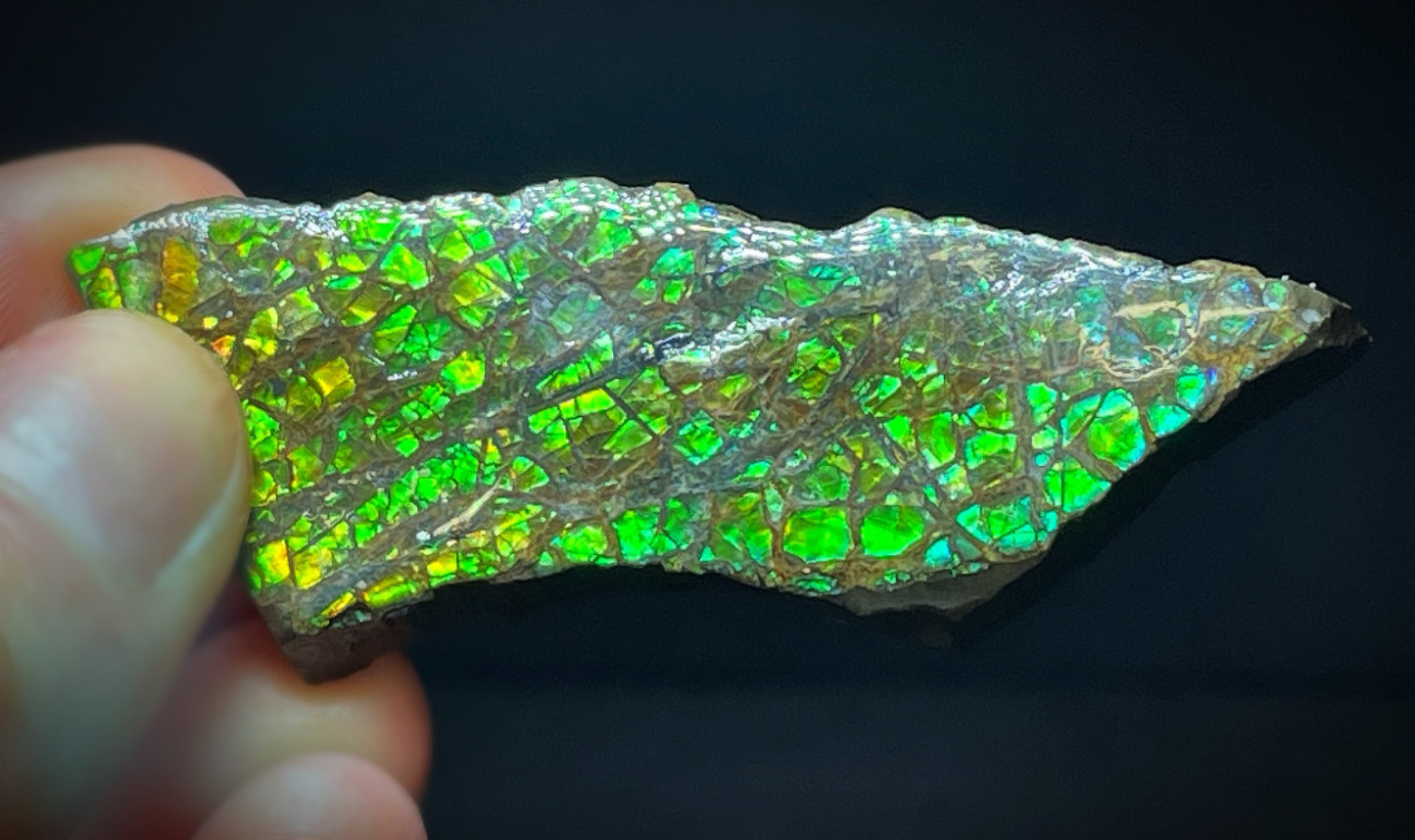 High Grade Natural Rare Ammolite Gem Quality From Calgary, Canada