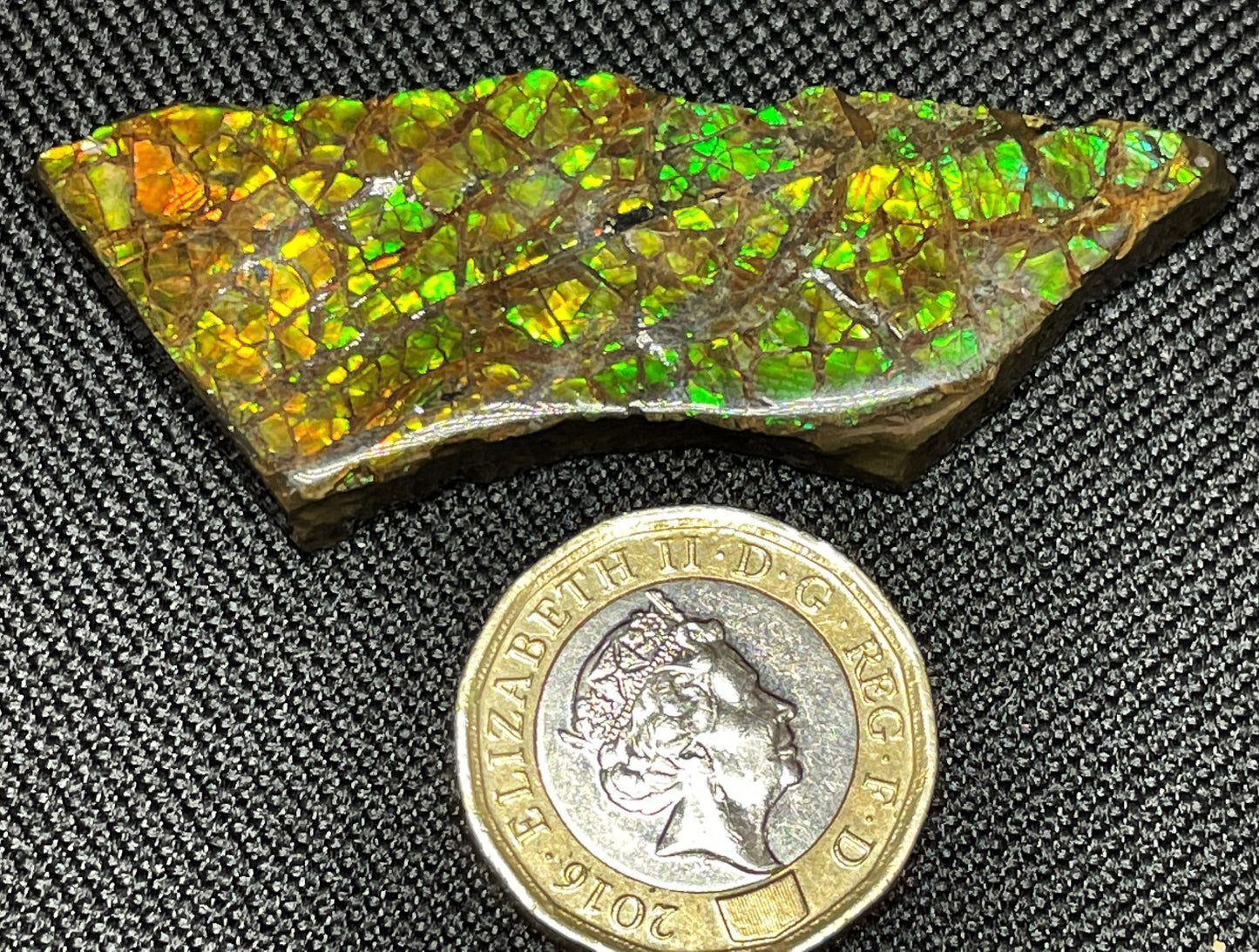 High Grade Natural Rare Ammolite Gem Quality From Calgary, Canada