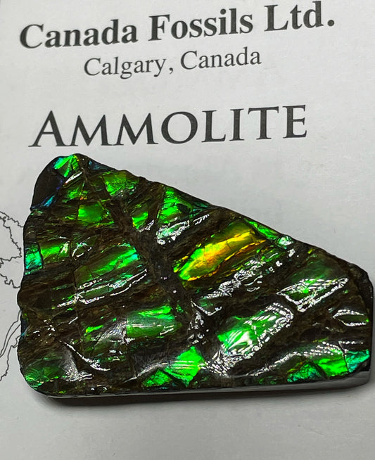 High Grade Natural Rare Ammolite Gem Quality From Calgary, Canada