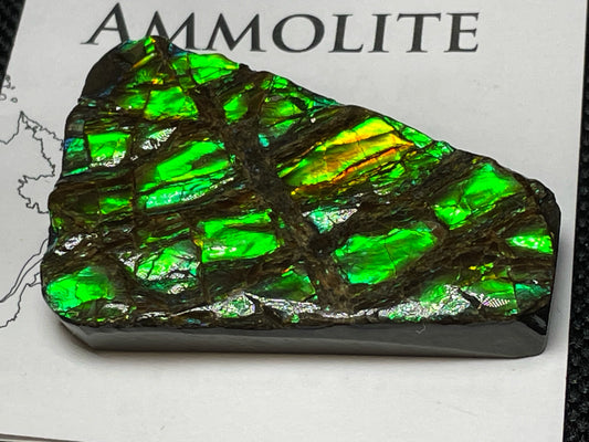 High Grade Natural Rare Ammolite Gem Quality From Calgary, Canada