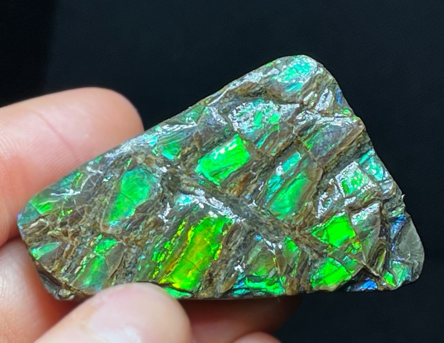 High Grade Natural Rare Ammolite Gem Quality From Calgary, Canada