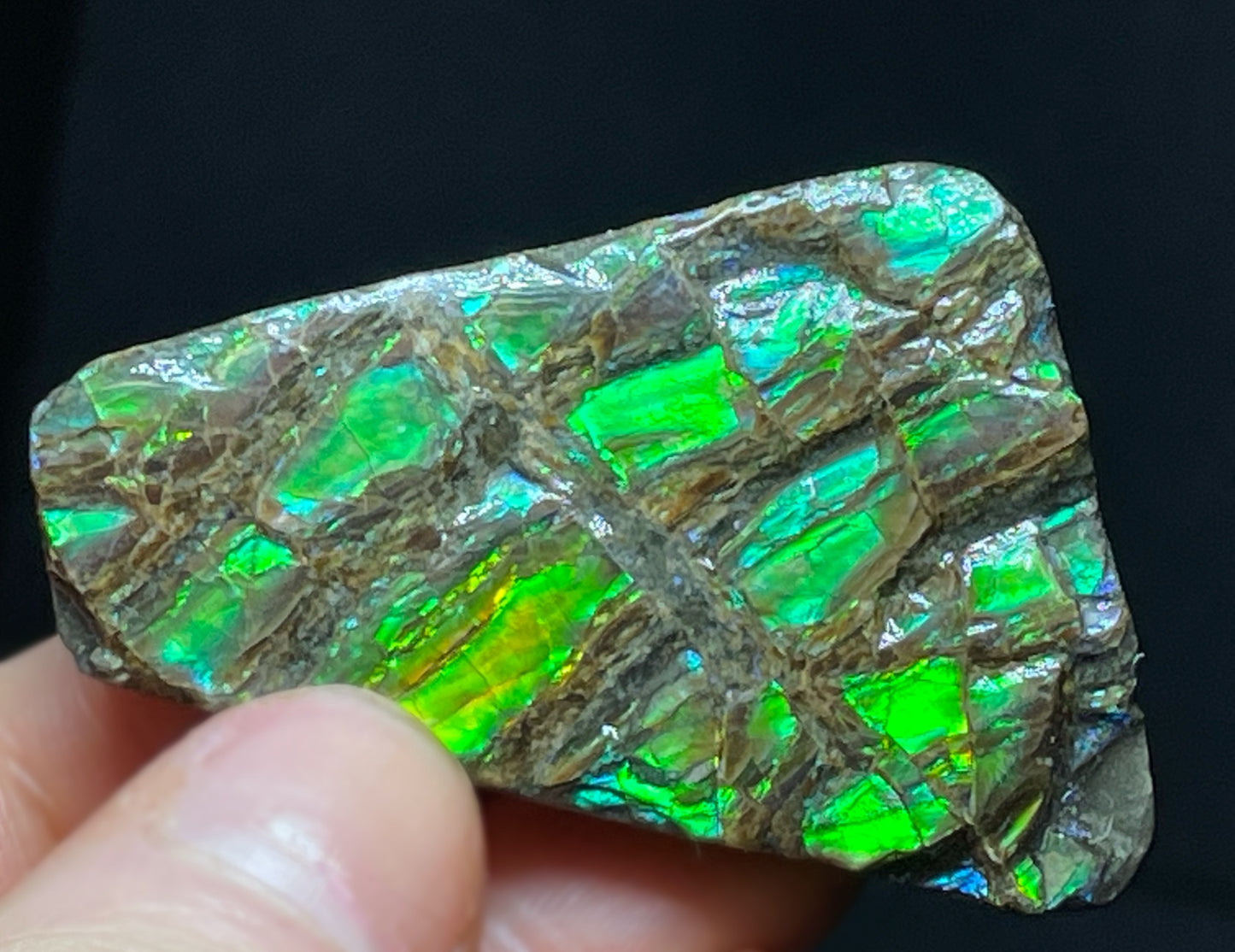 High Grade Natural Rare Ammolite Gem Quality From Calgary, Canada