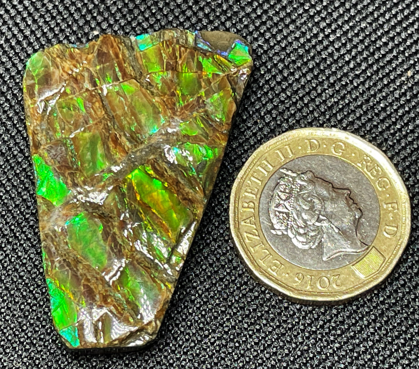High Grade Natural Rare Ammolite Gem Quality From Calgary, Canada