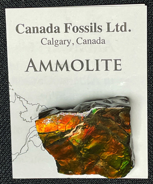 High Grade Natural Rare Ammolite Gem Quality From Calgary, Canada