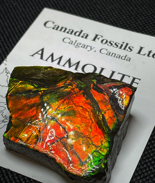 High Grade Natural Rare Ammolite Gem Quality From Calgary, Canada