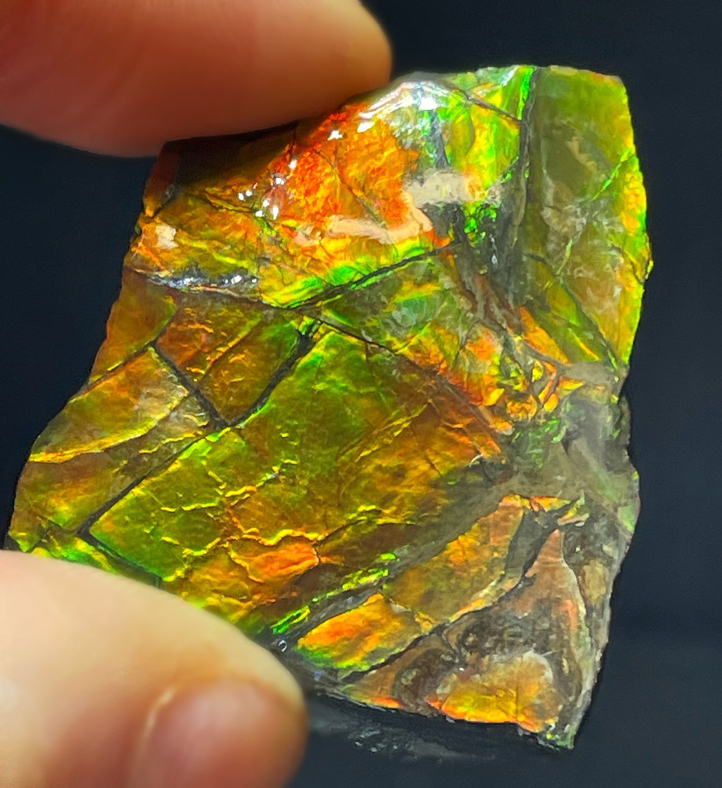 High Grade Natural Rare Ammolite Gem Quality From Calgary, Canada