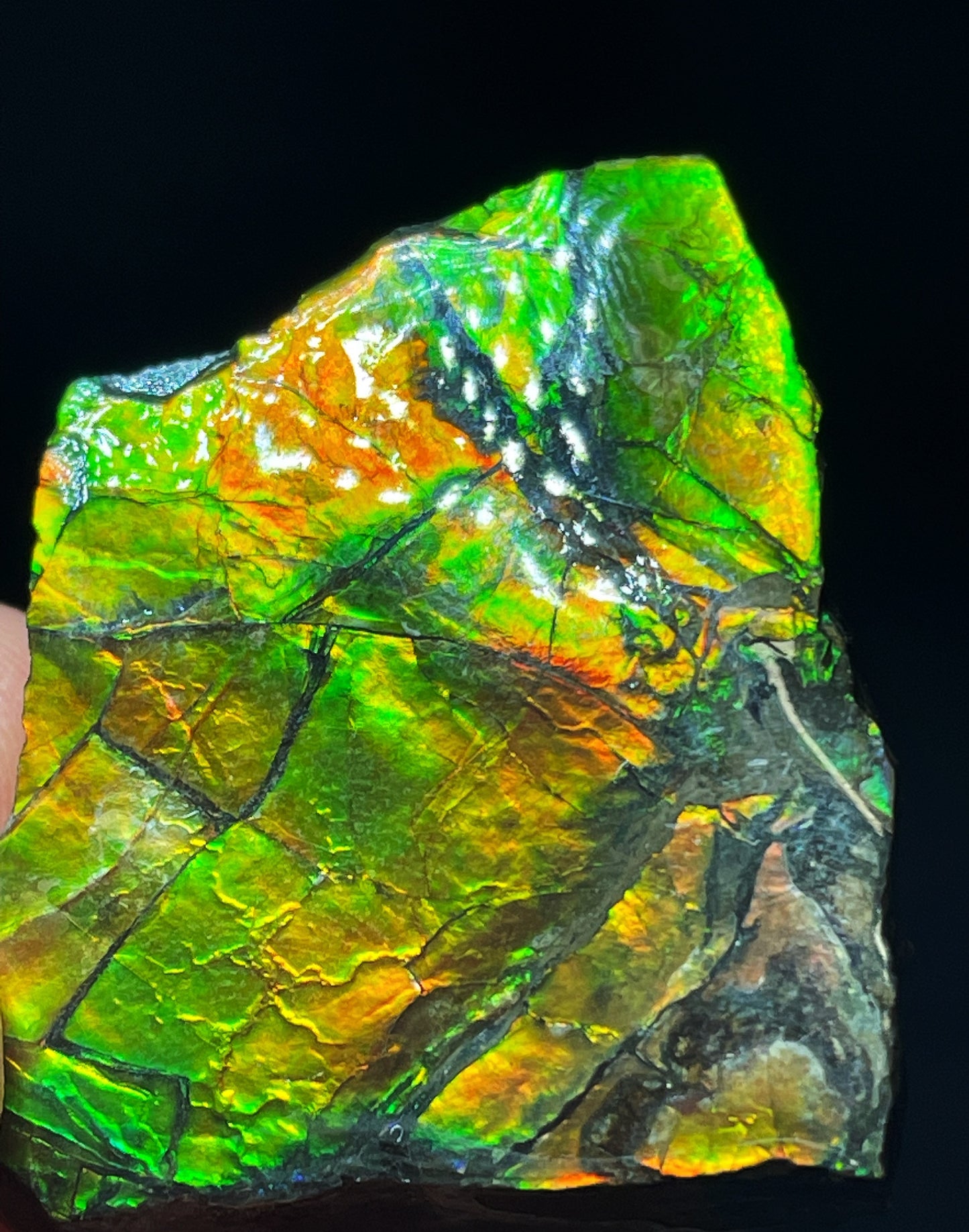 High Grade Natural Rare Ammolite Gem Quality From Calgary, Canada