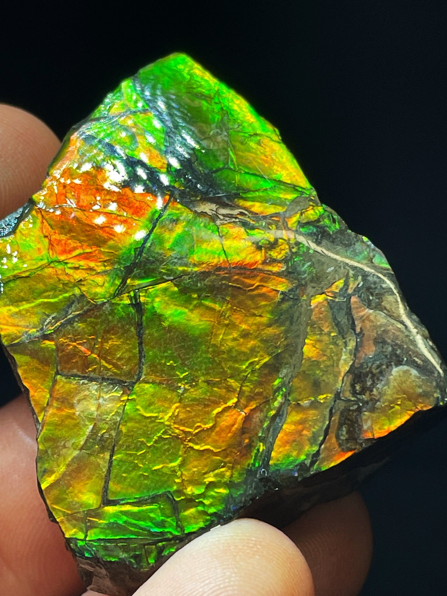 High Grade Natural Rare Ammolite Gem Quality From Calgary, Canada