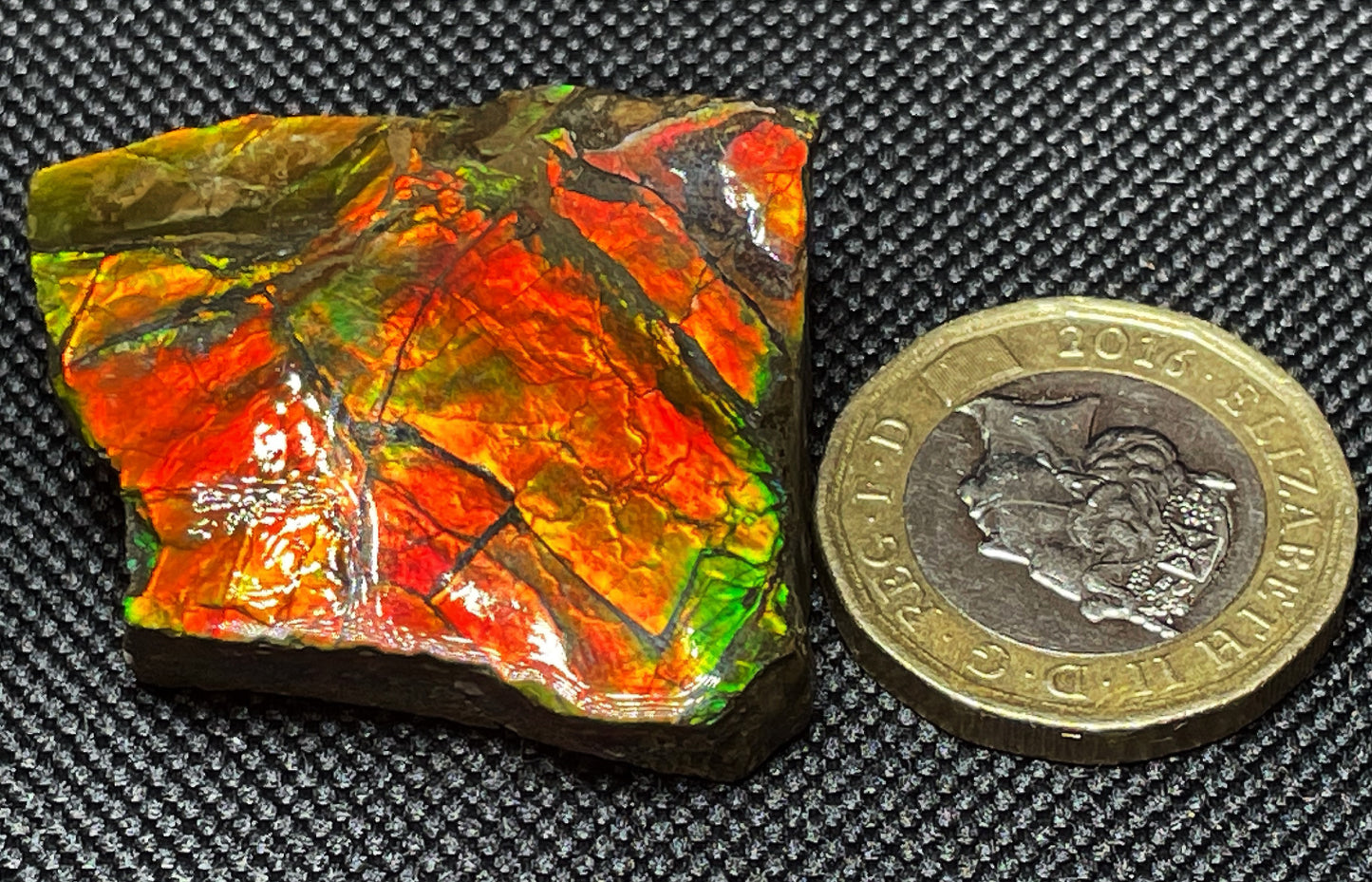 High Grade Natural Rare Ammolite Gem Quality From Calgary, Canada
