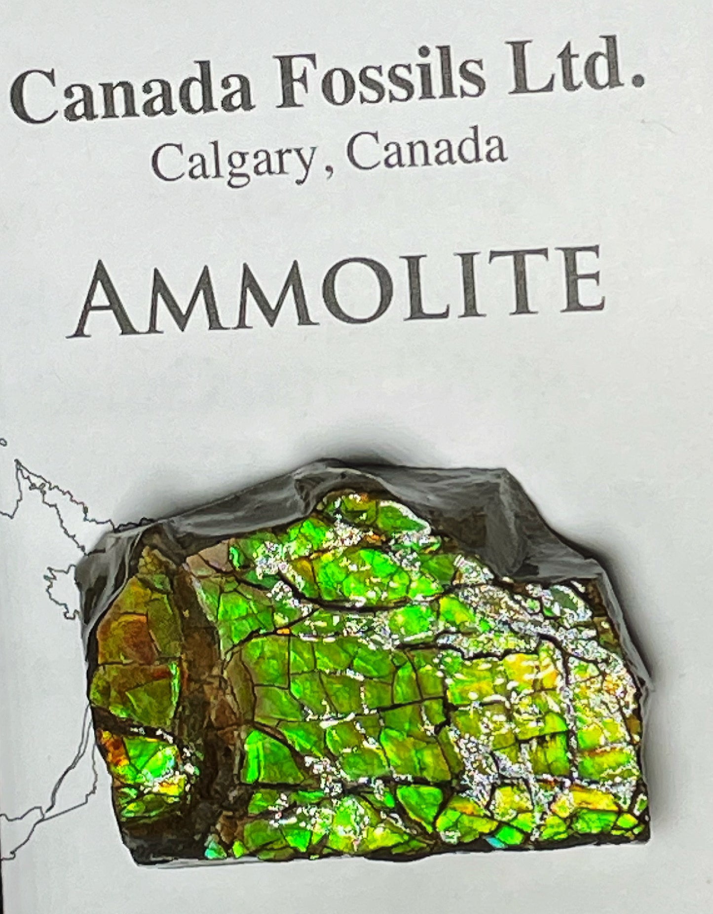 High Grade Natural Rare Ammolite Gem Quality From Calgary, Canada