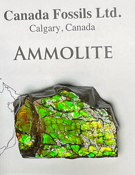 High Grade Natural Rare Ammolite Gem Quality From Calgary, Canada