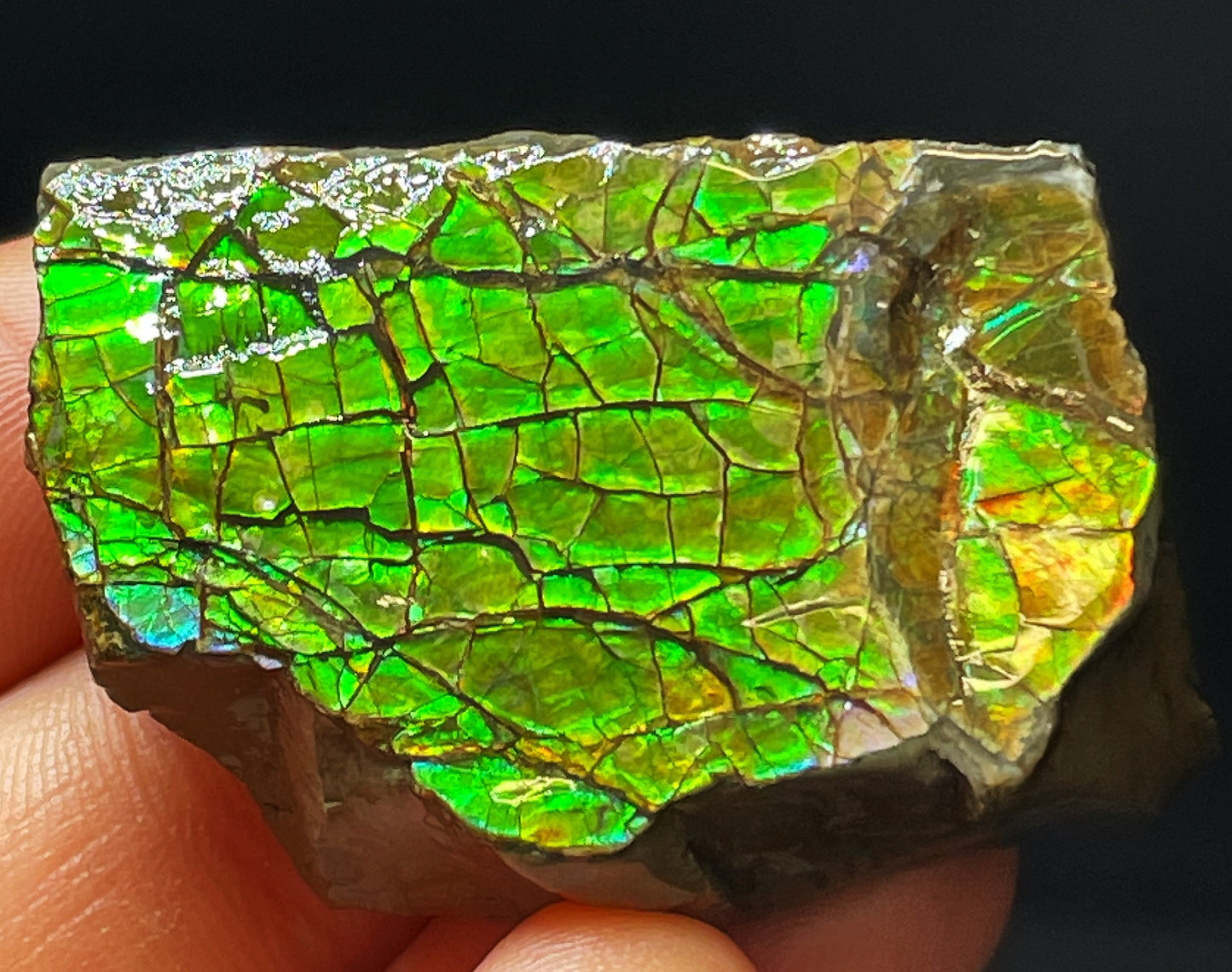 High Grade Natural Rare Ammolite Gem Quality From Calgary, Canada