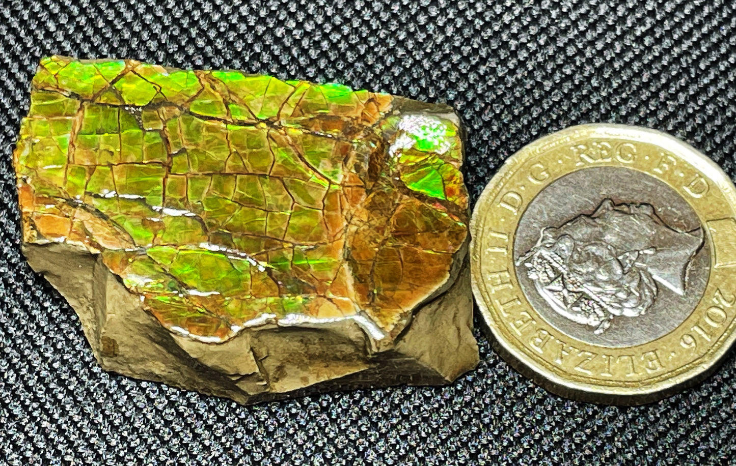 High Grade Natural Rare Ammolite Gem Quality From Calgary, Canada
