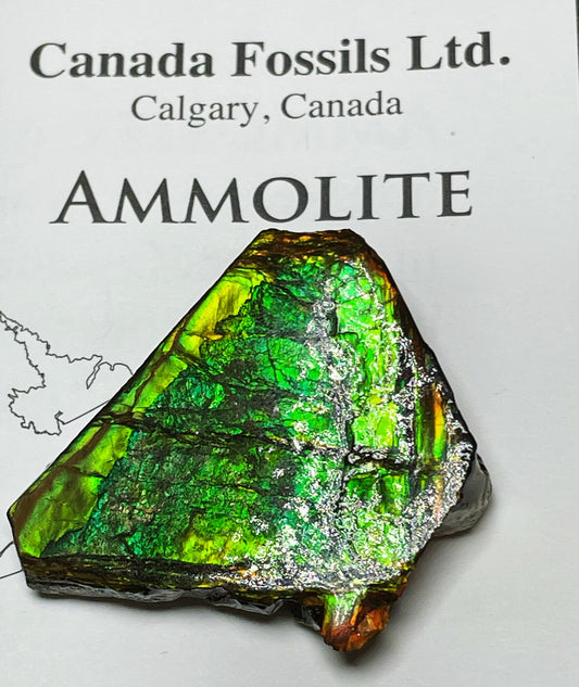High Grade Natural Rare Ammolite Gem Quality From Calgary, Canada
