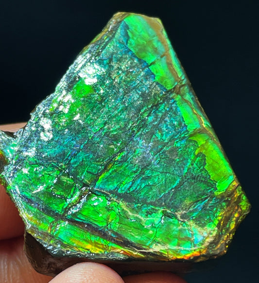 High Grade Natural Rare Ammolite Gem Quality From Calgary, Canada