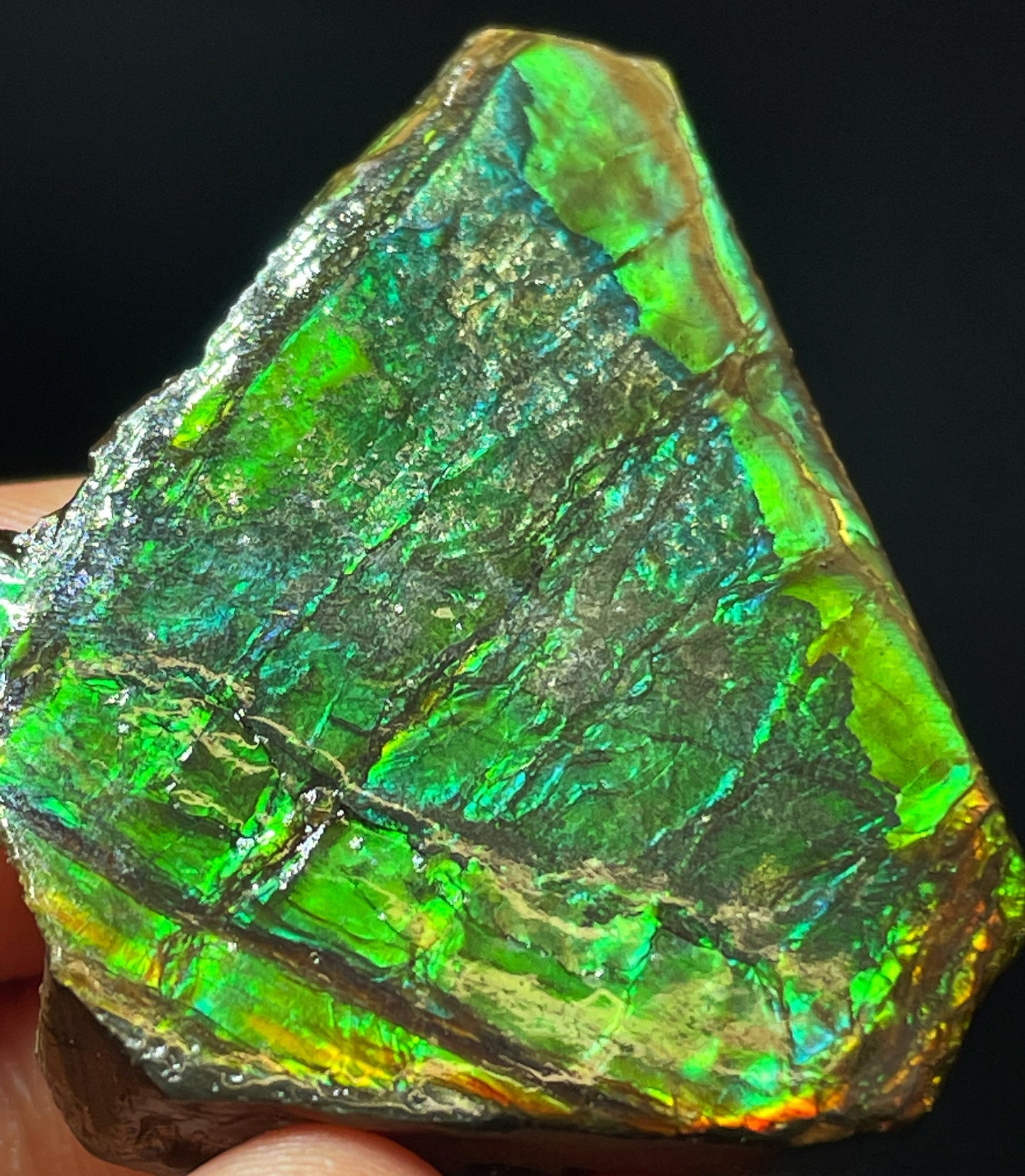 High Grade Natural Rare Ammolite Gem Quality From Calgary, Canada
