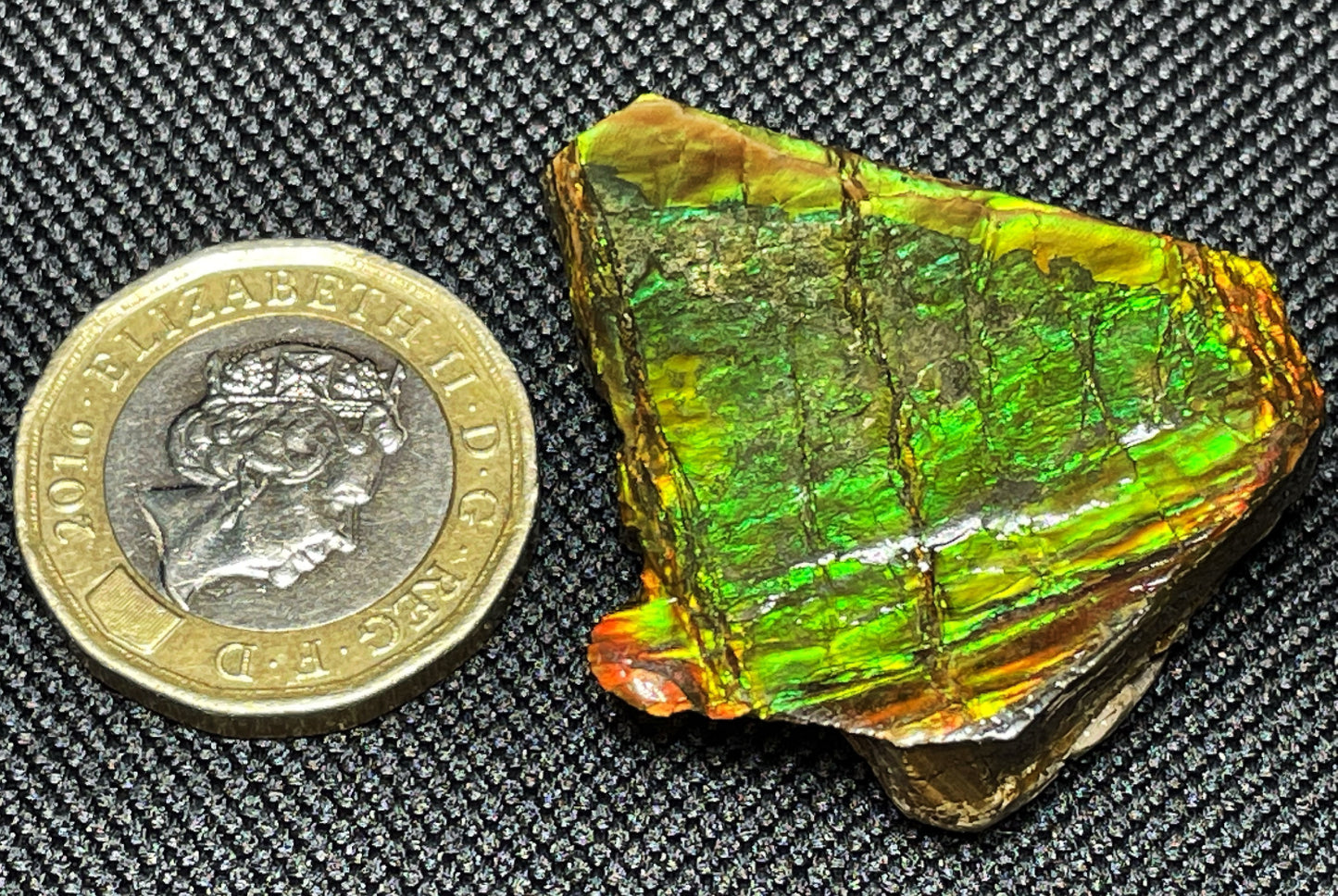 High Grade Natural Rare Ammolite Gem Quality From Calgary, Canada
