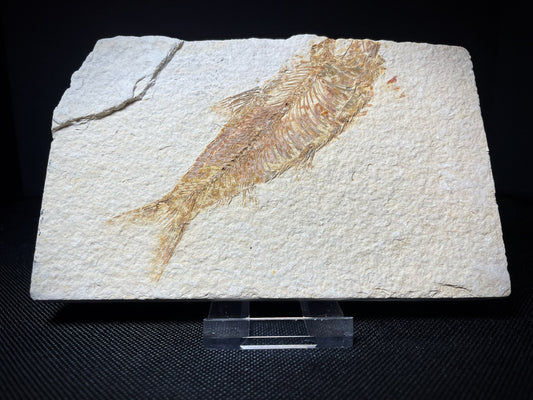 Fish Specimen From Morocco Over 50 Million Years Old