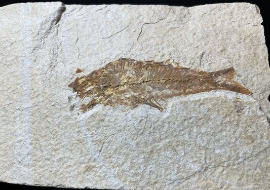Fish From Morocco Over 50 Million Years Old