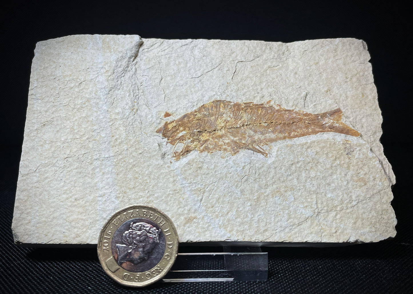Fish From Morocco Over 50 Million Years Old