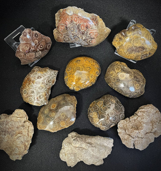 Polished Natural Fossilised Coral From Morocco Palm stone Size 1x