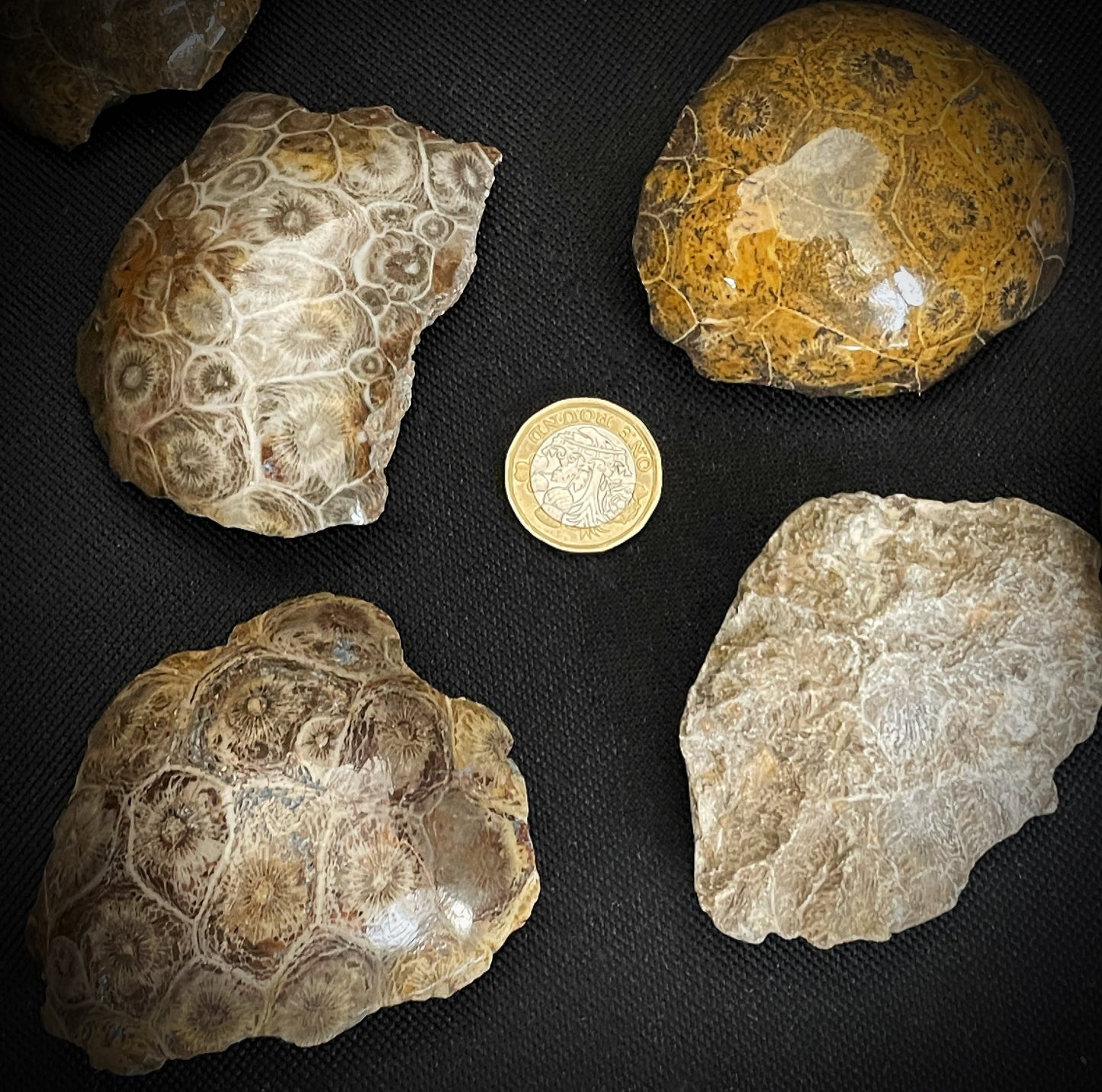 Polished Natural Fossilised Coral From Morocco Palm stone Size 1x