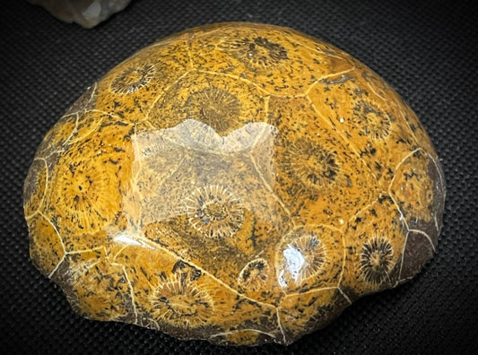 Polished Natural Fossilised Coral From Morocco Palm stone Size 1x