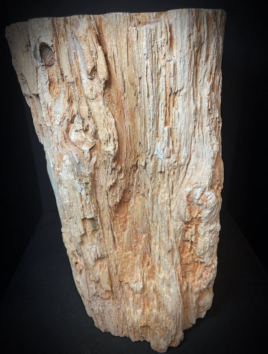 Large Fossilised Wood