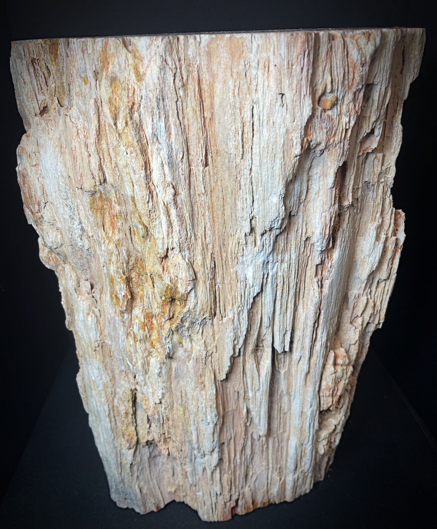 Large Fossilised Wood