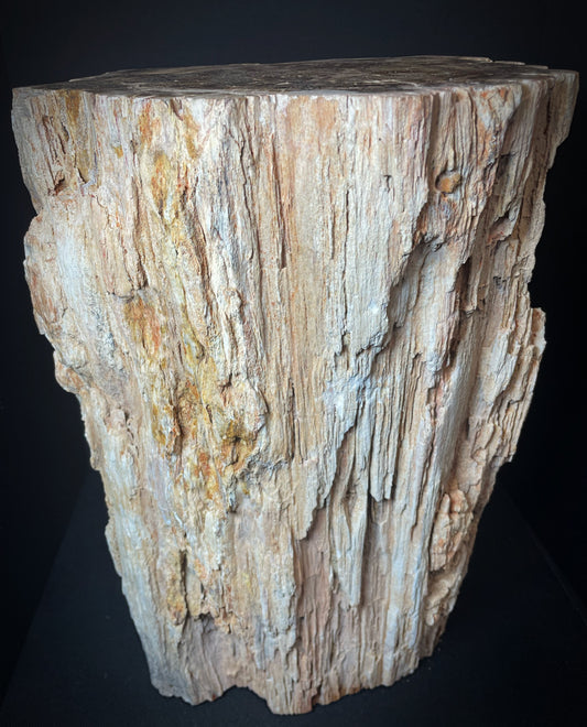 Large Fossilised Wood