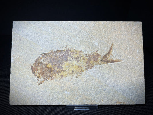 Fish Specimen From Morocco Over 50 Million Years Old