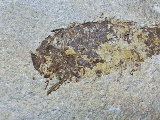Fish Specimen From Morocco Over 50 Million Years Old