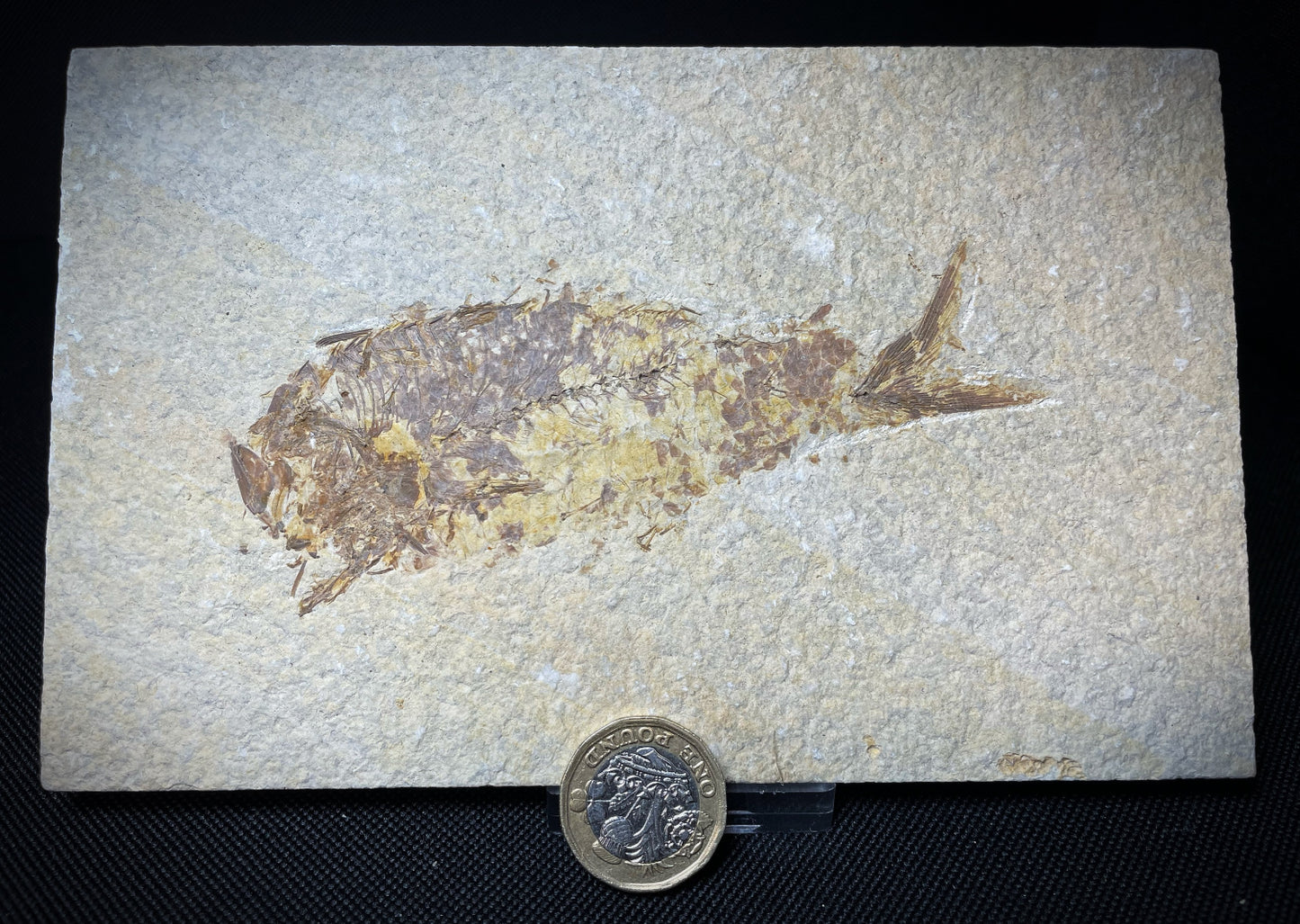 Fish Specimen From Morocco Over 50 Million Years Old