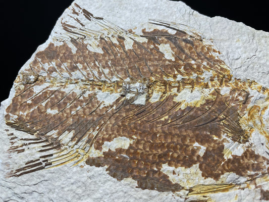 Fish Specimen From Morocco Over 50 Million Years Old