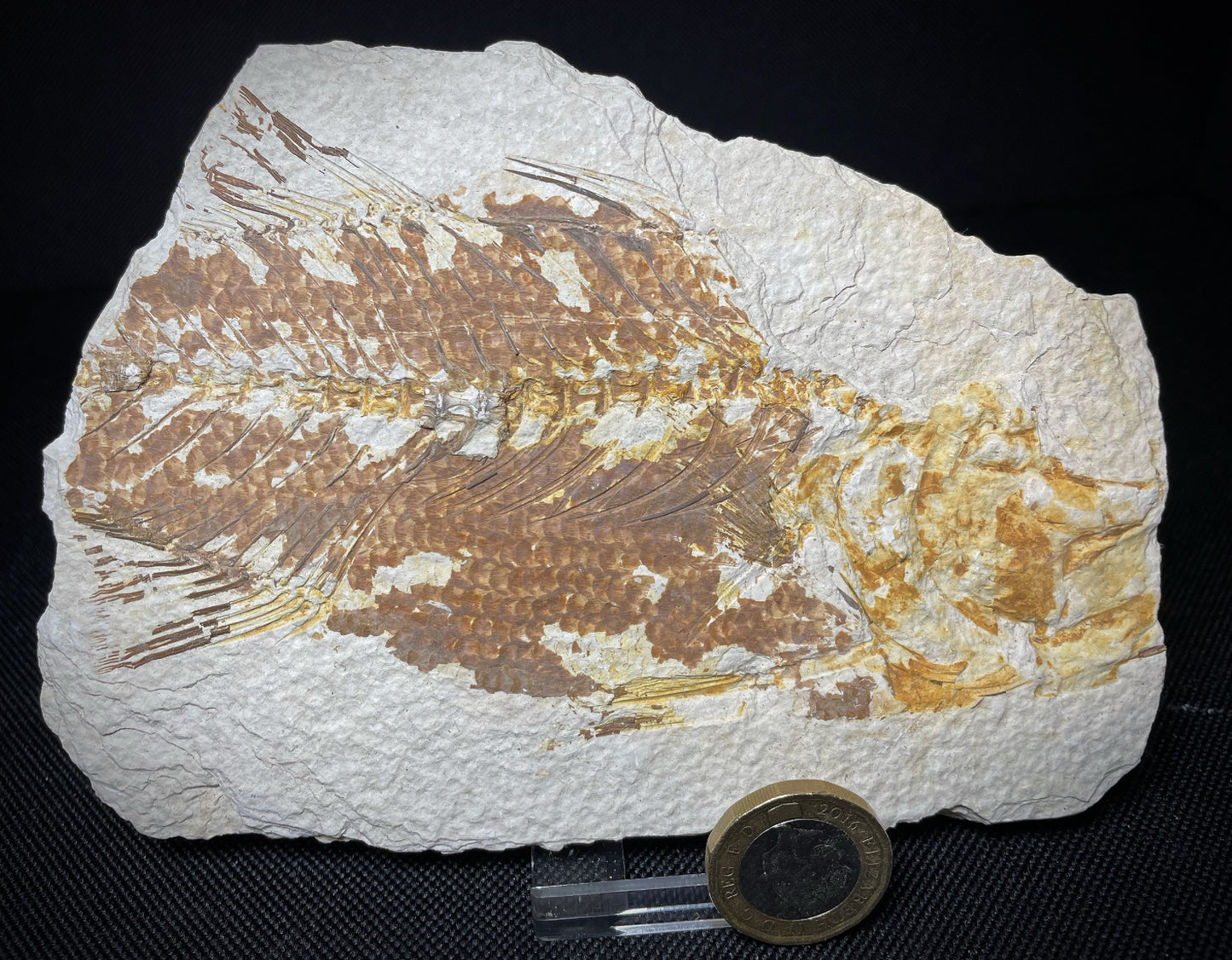 Fish Specimen From Morocco Over 50 Million Years Old