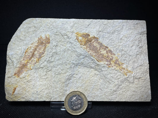 Fish Specimen From Morocco Over 50 Million Years Old