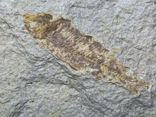 Fish Specimen From Morocco Over 50 Million Years Old