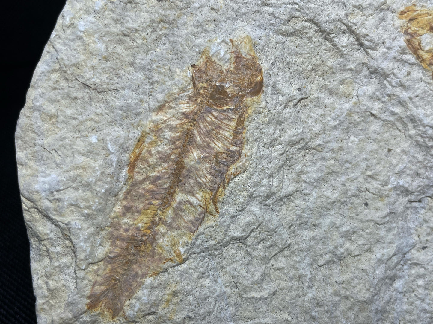 Fish Specimen From Morocco Over 50 Million Years Old