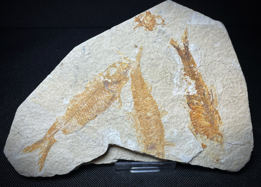 Fish Specimen From Morocco Over 50 Million Years Old