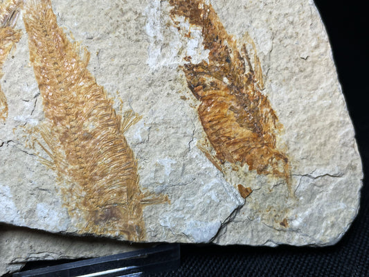 Fish Specimen From Morocco Over 50 Million Years Old