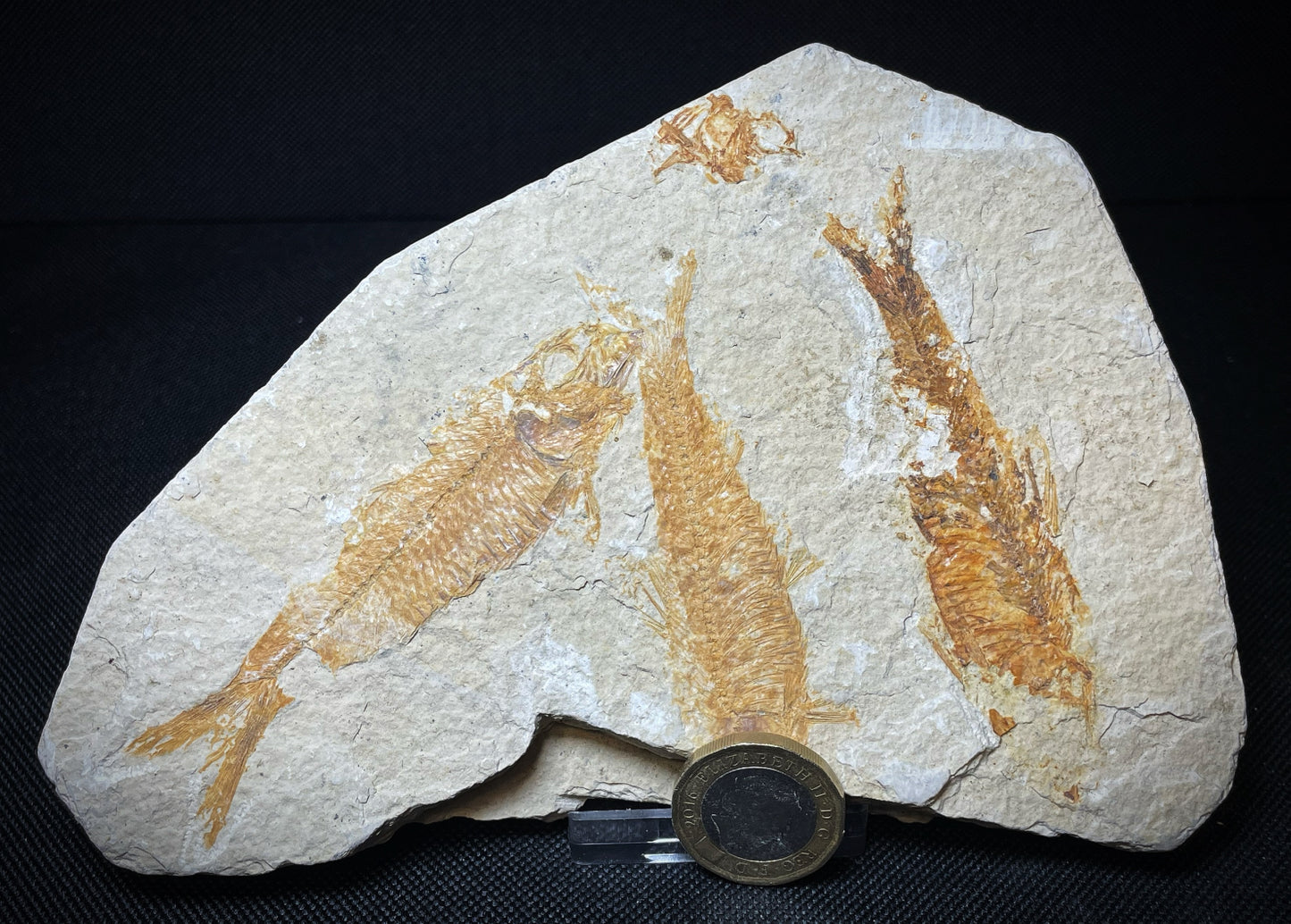 Fish Specimen From Morocco Over 50 Million Years Old