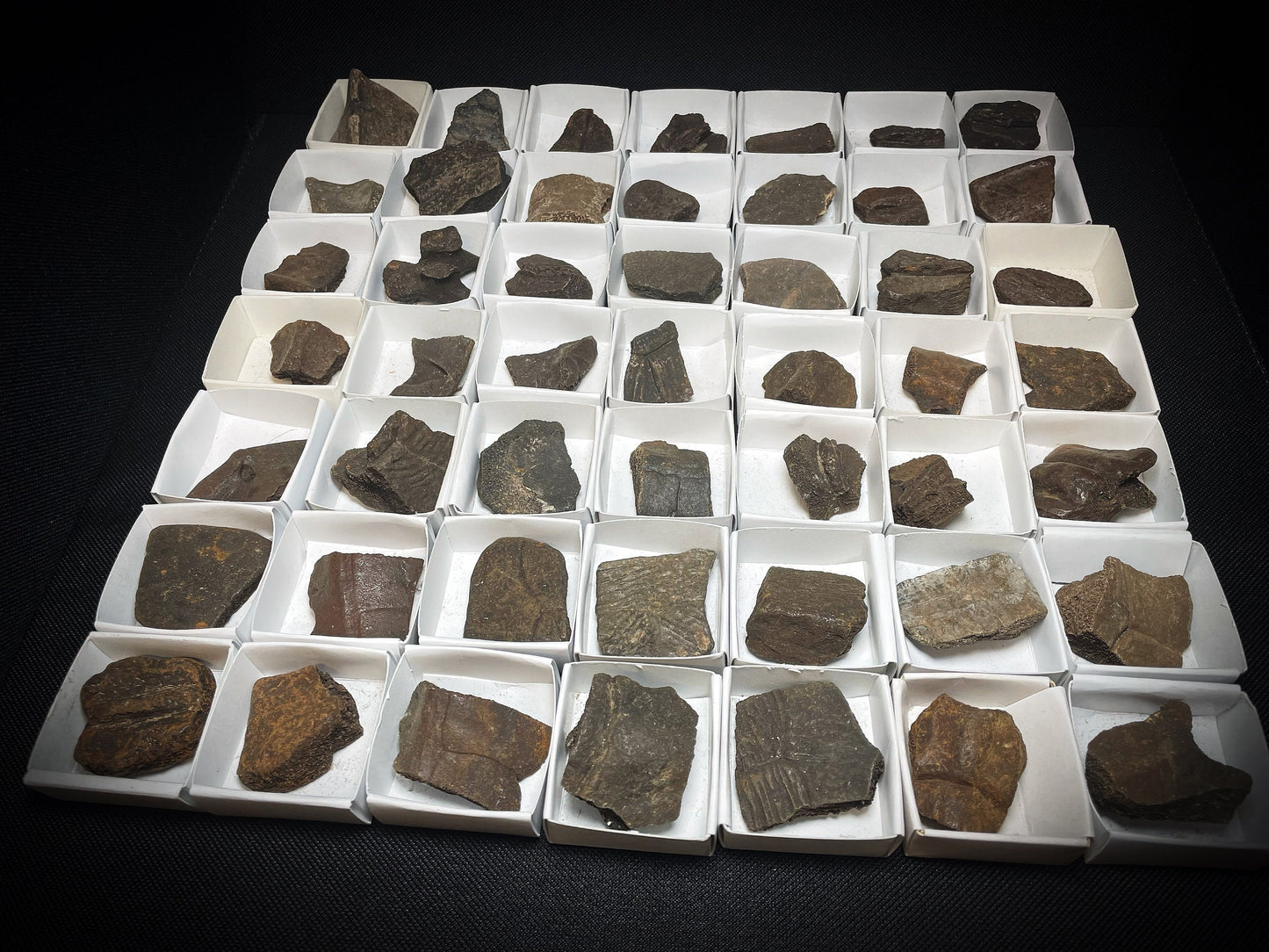 Natural Fossilised Turtle Shell Pleistocene Over 1 Million Years Old From Peace River Formation Florida USA