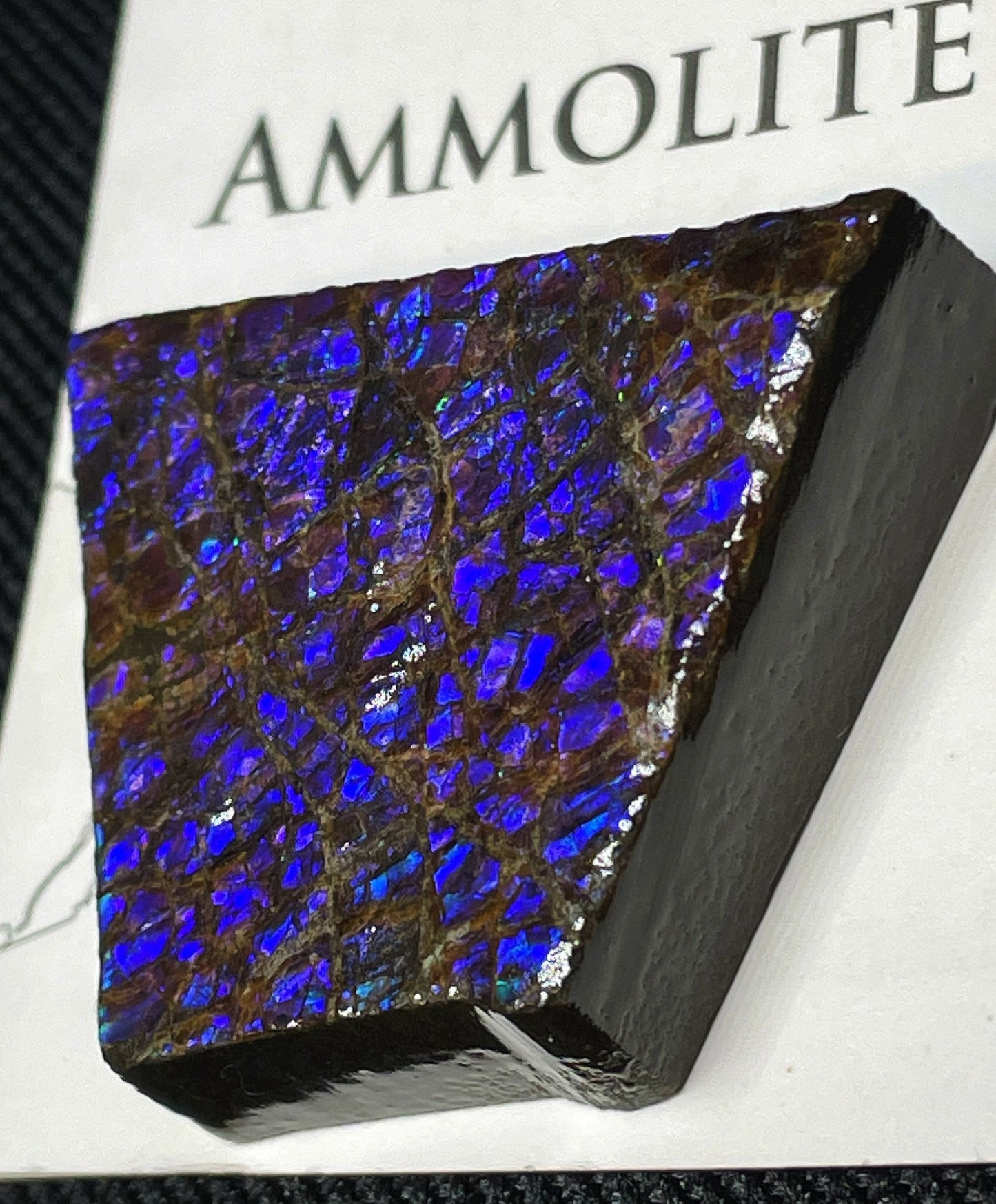 High Grade Natural Rare Purple Ammolite Gem Quality From Calgary, Canada