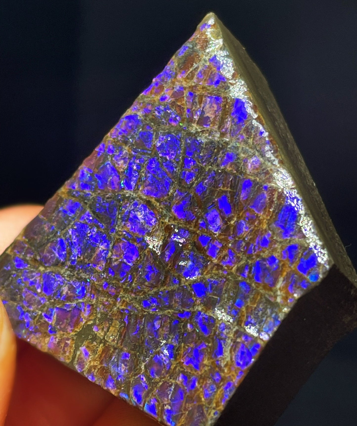 High Grade Natural Rare Purple Ammolite Gem Quality From Calgary, Canada