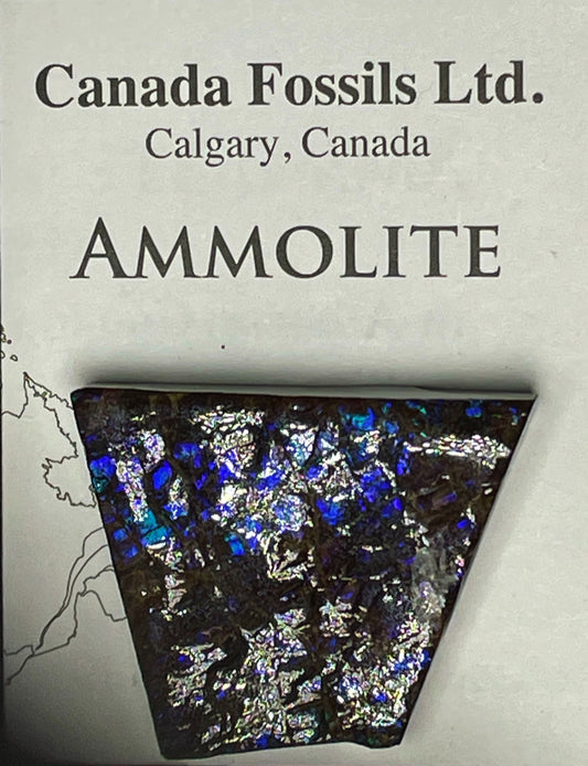 High Grade Natural Rare Purple Ammolite Gem Quality From Calgary, Canada