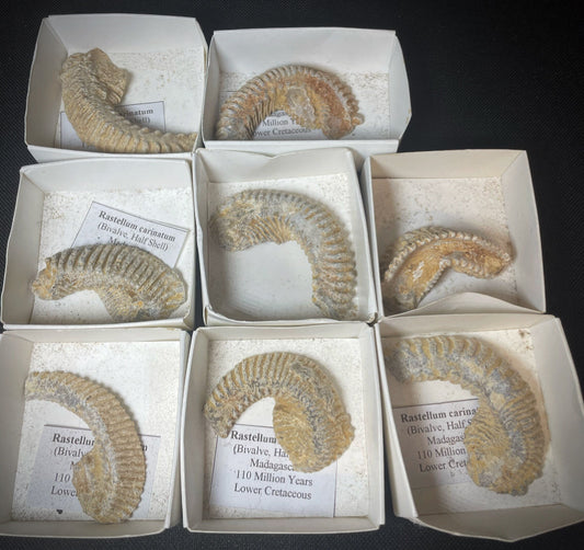 Rastellum Carinatum Fossil (Lower Cretaceous) From Madagascar- Collectors Piece (Sold Individually)