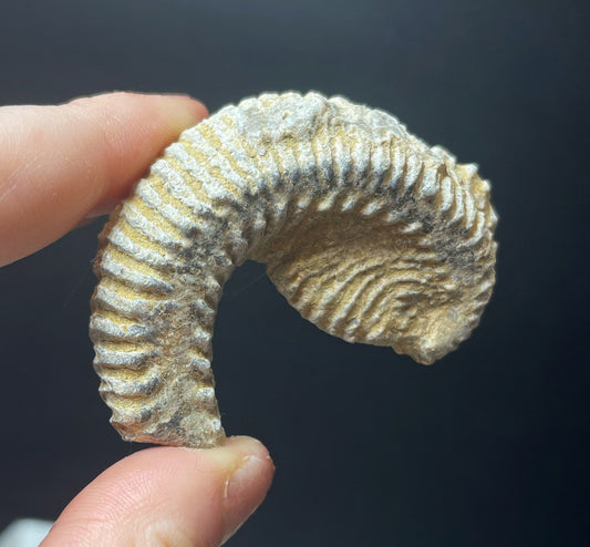 Rastellum Carinatum Fossil (Lower Cretaceous) From Madagascar- Collectors Piece (Sold Individually)